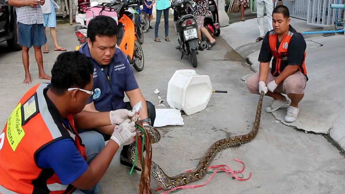 Serpiente muerde el pene de un hombre en Tailandia : Viva Nicaragua Canal 13