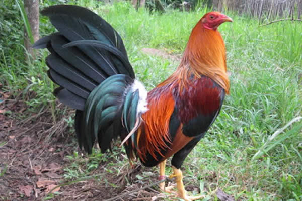 Por qué canta el gallo al amanecer Viva Nicaragua Canal 13