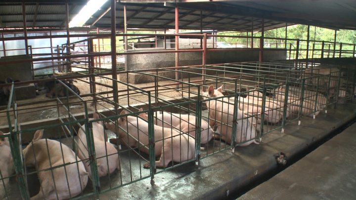 Nicaragua destaca incremento en la producción de carne de cerdo