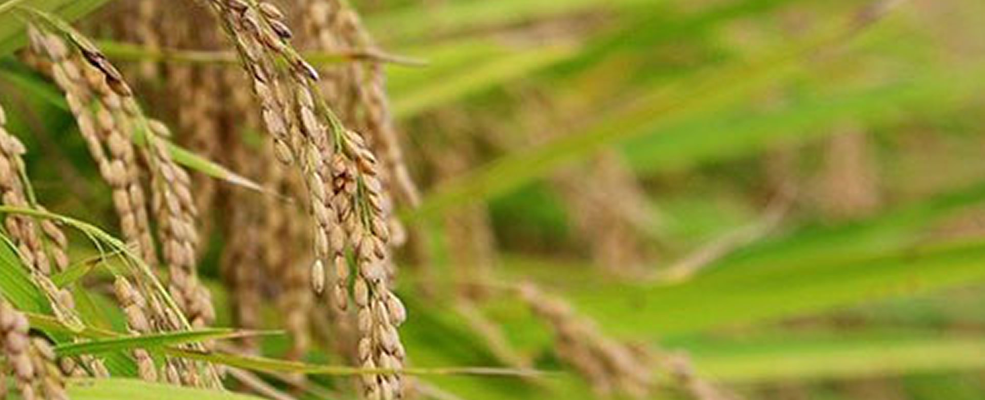 Cient Ficos Convierten C Scaras De Arroz En Luces Led