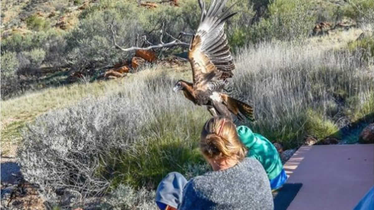 Video De Aguila Que Se Lleva A Un Niño