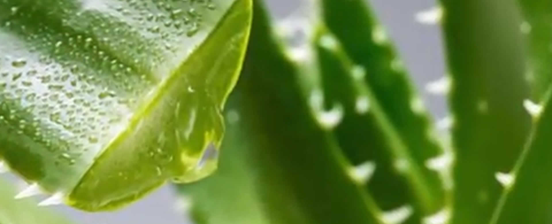 El Aloe Vera O Sábila Una Planta Que Podemos Tener En Nuestras Casas Viva Nicaragua Canal 13 5362