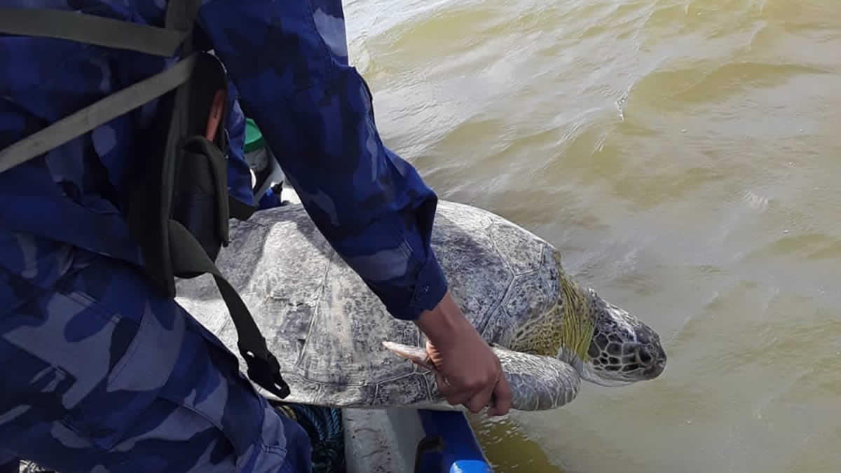  Fuerza Naval recupera tortuga verde en el Caribe y la libera en su hábitat natural 