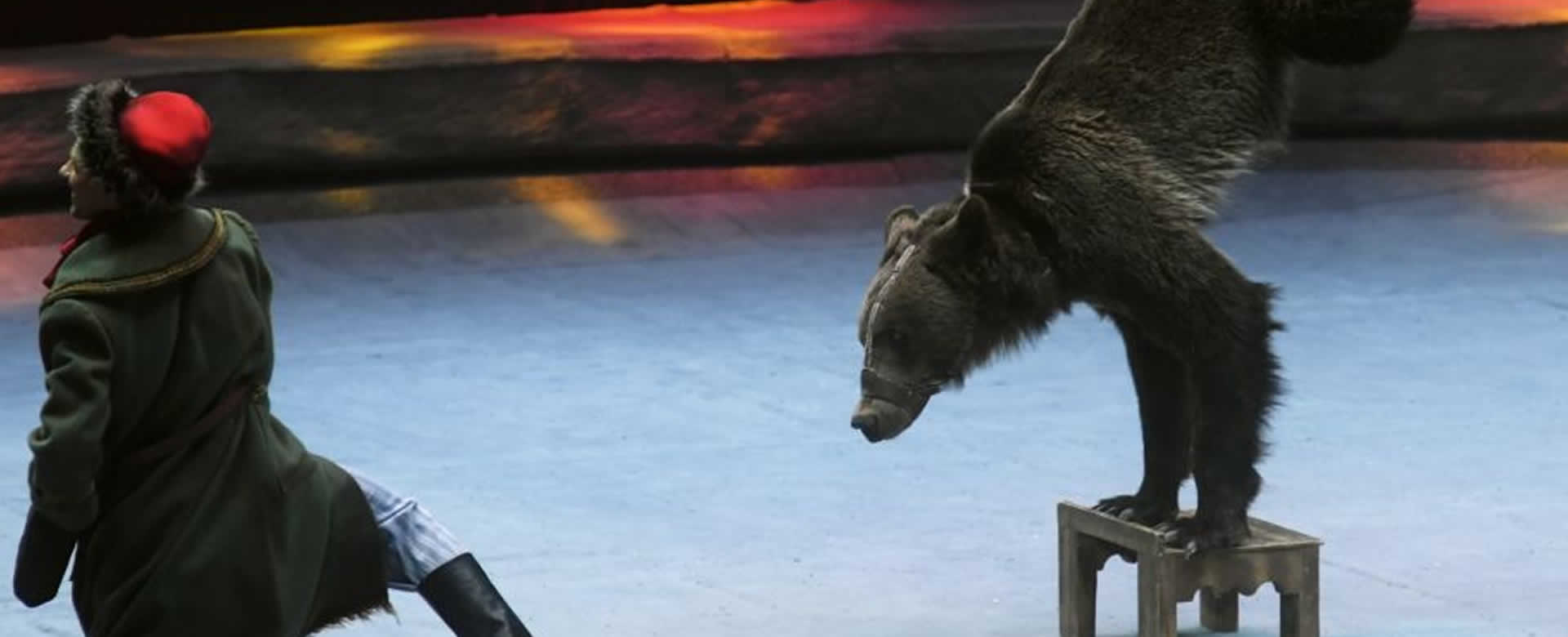 Un oso casi desgarra a su domador en una actuación de circo, Rusia